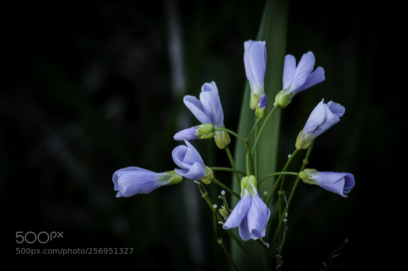Nikon D5000 sample photo. Field flower photography