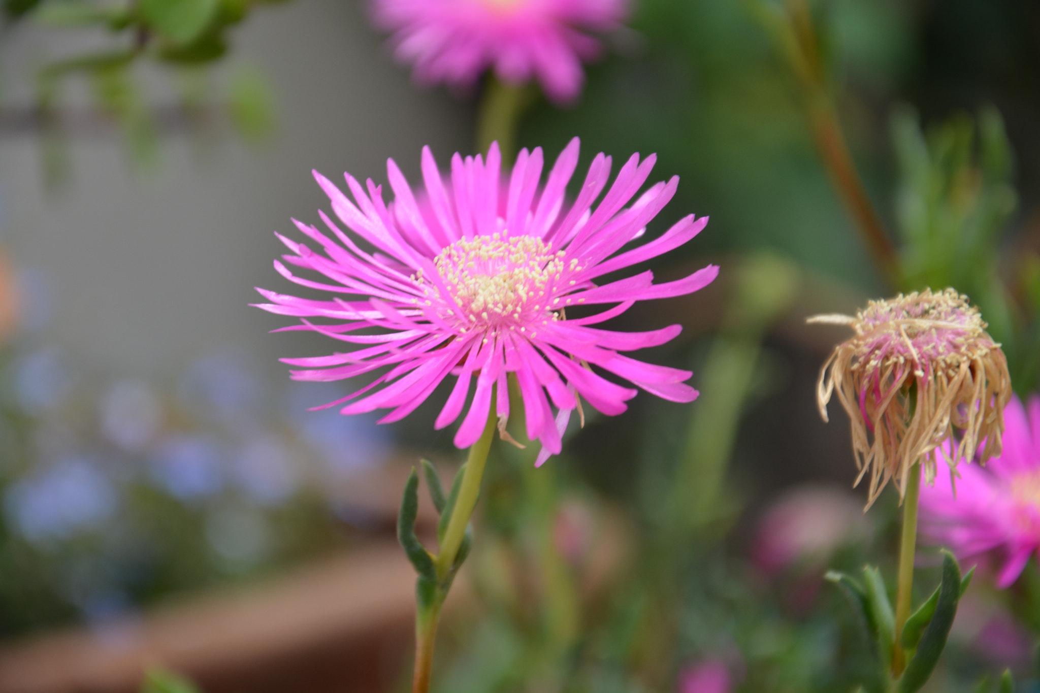 Nikon D5200 sample photo. Pink flower photography