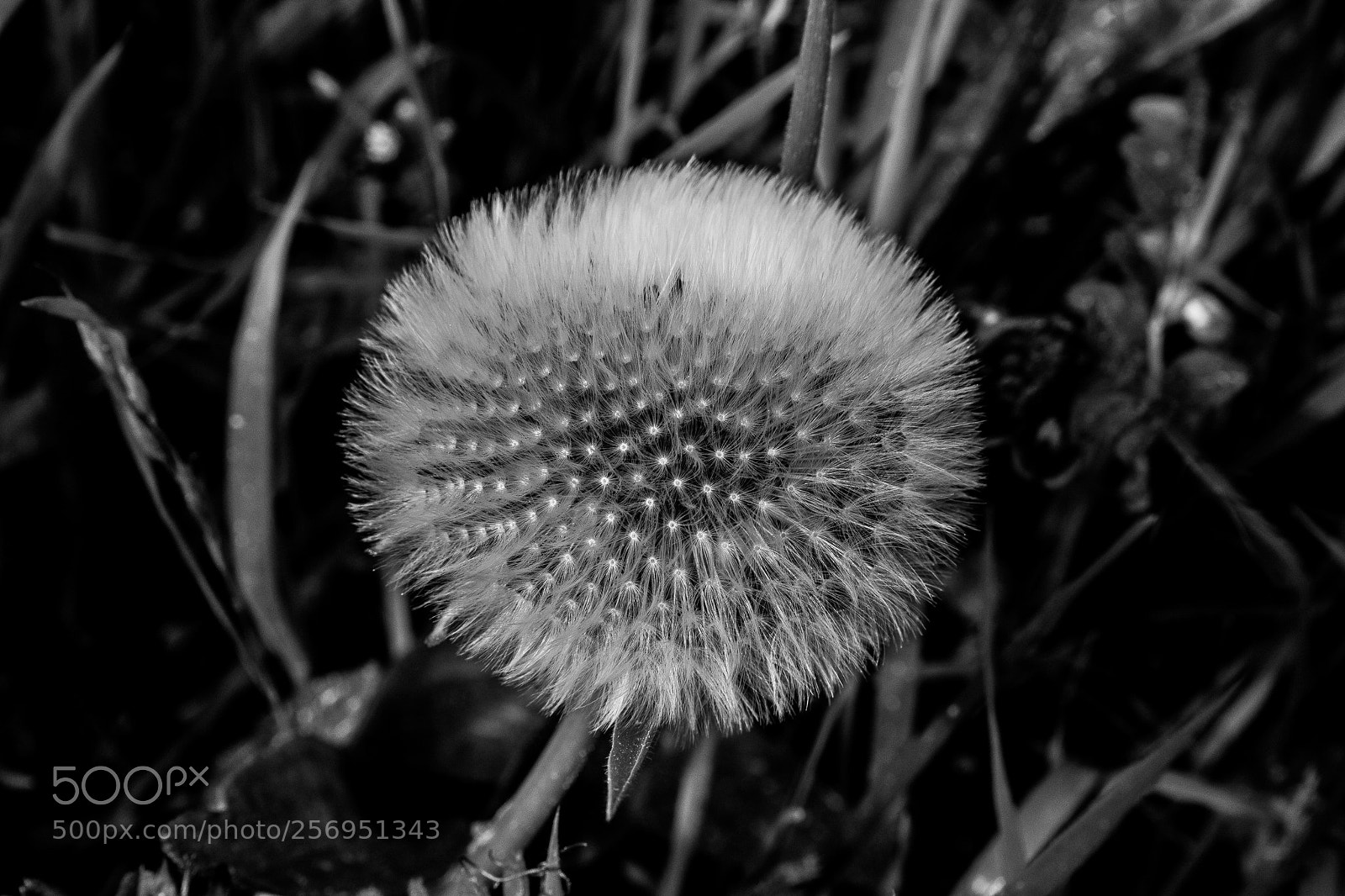 Canon EOS 1200D (EOS Rebel T5 / EOS Kiss X70 / EOS Hi) sample photo. Taraxacum officinale photography