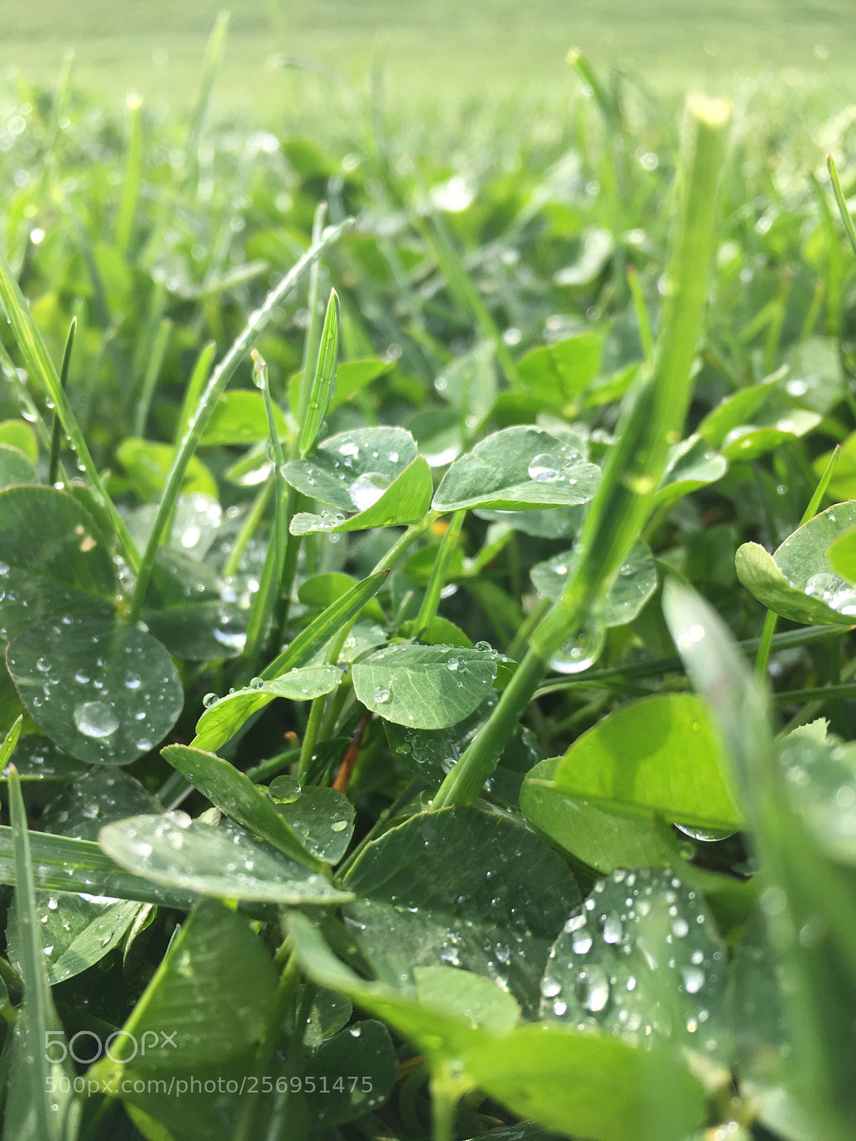 Apple iPhone SE sample photo. Untitled photography