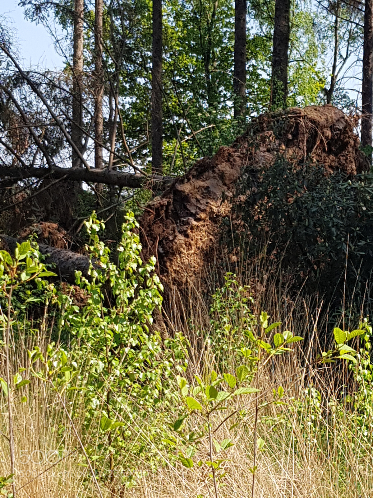 Samsung Galaxy S7 sample photo. Roots....to remind you where photography