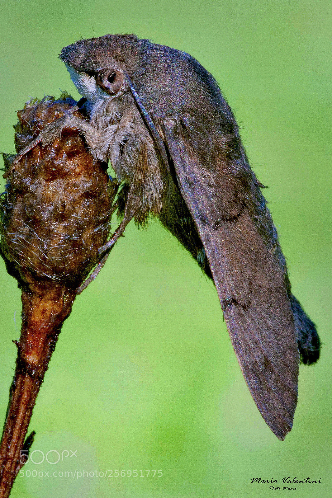 Nikon D700 sample photo. Macroglossum stellatarum italy. photography