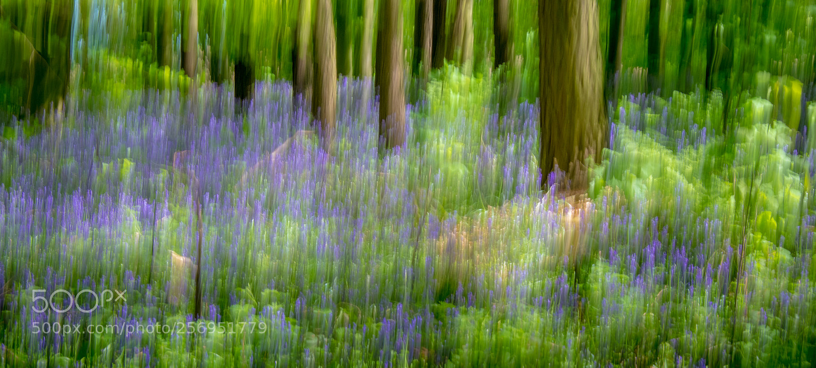 Fujifilm X-T1 sample photo. Bluebell wood photography