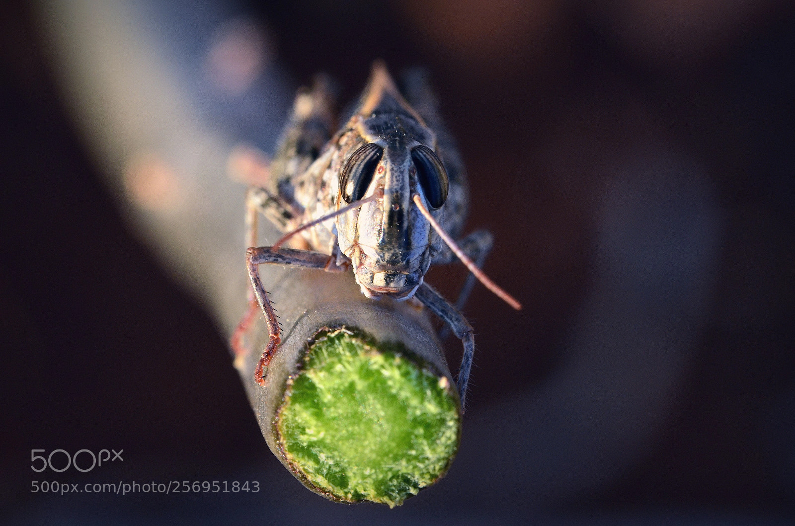 Nikon D5100 sample photo. Grasshopper photography