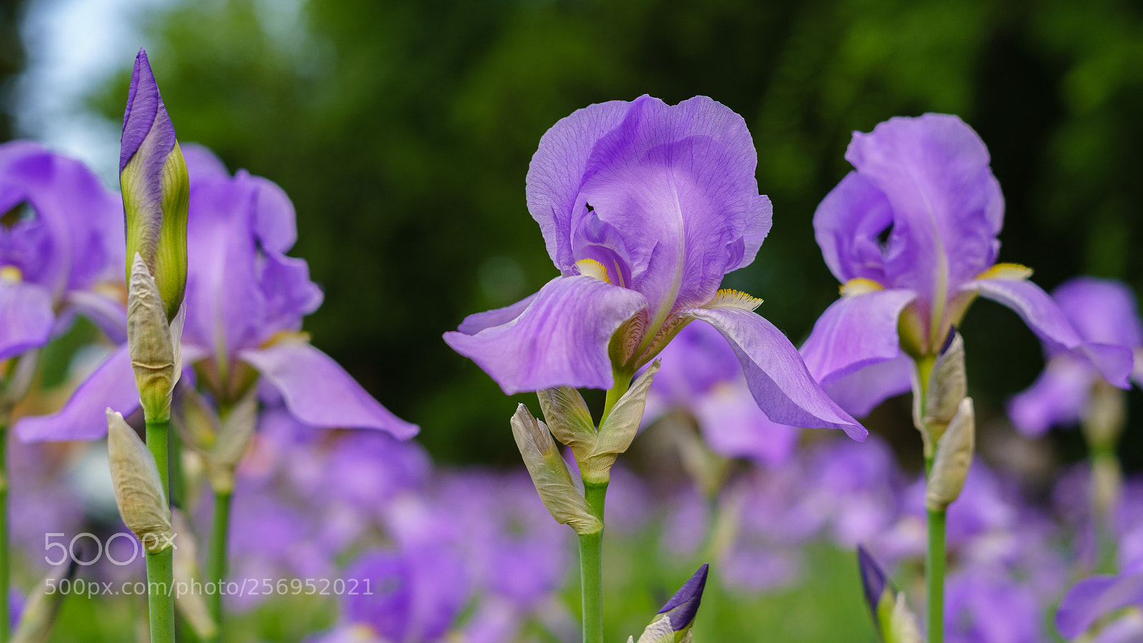 Sony a7 II sample photo. Dsc photography