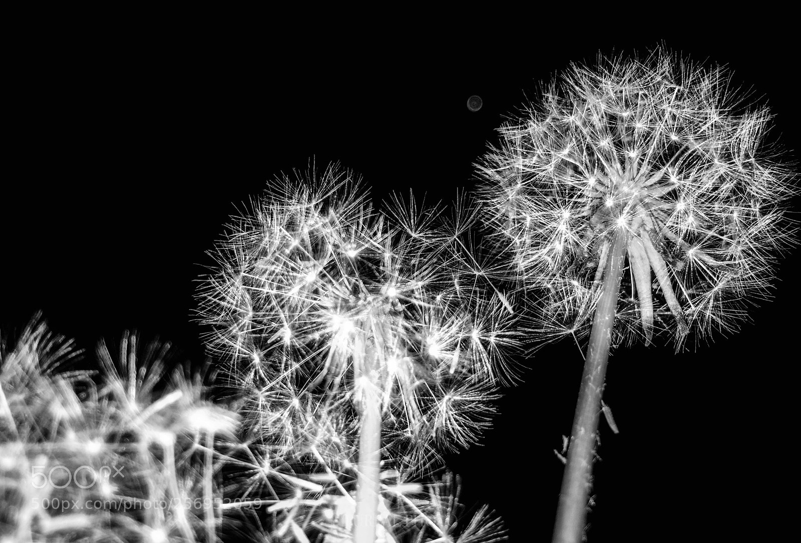 Apple iPhone 5s sample photo. Dandelion  photography
