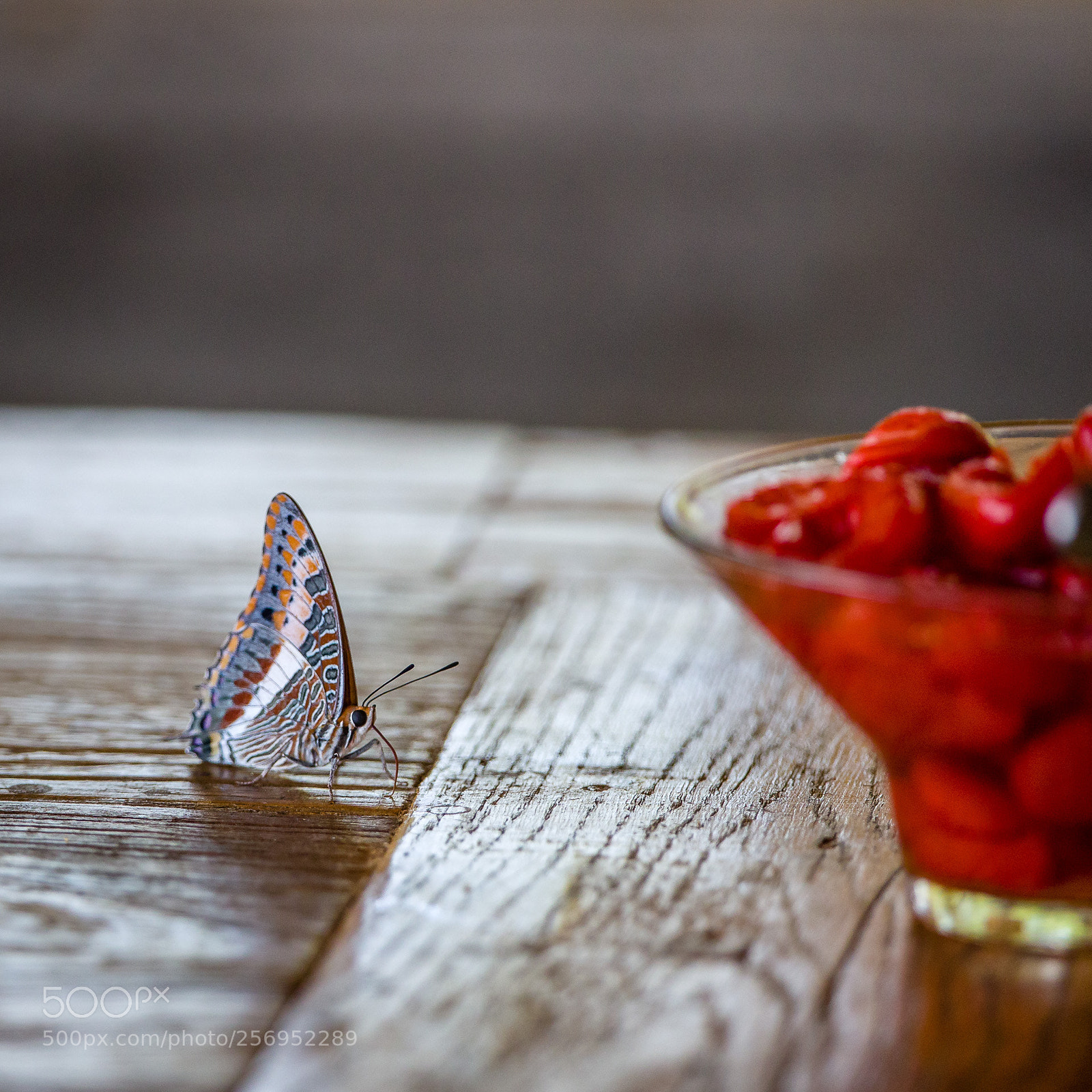 Canon EOS-1D X Mark II sample photo. Butterfly on table photography