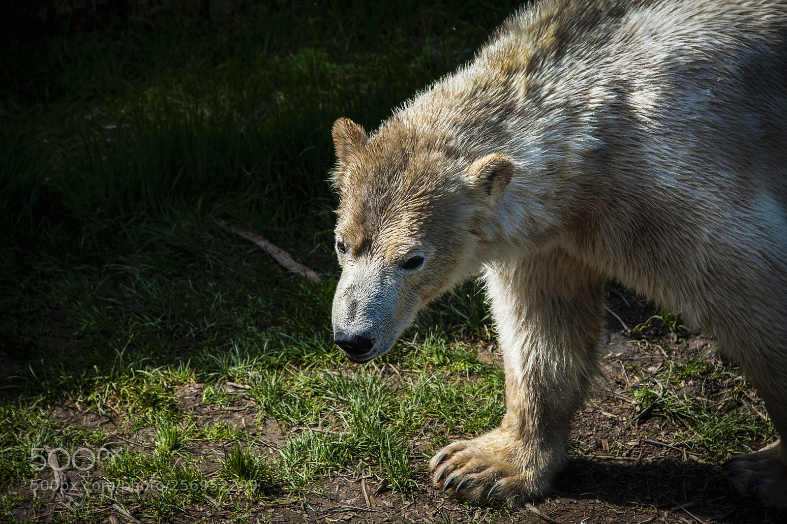 Nikon D700 sample photo. Wildlife park uk photography