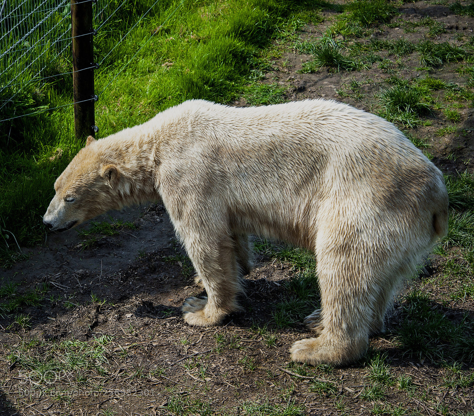Nikon D700 sample photo. Wildlife park uk photography