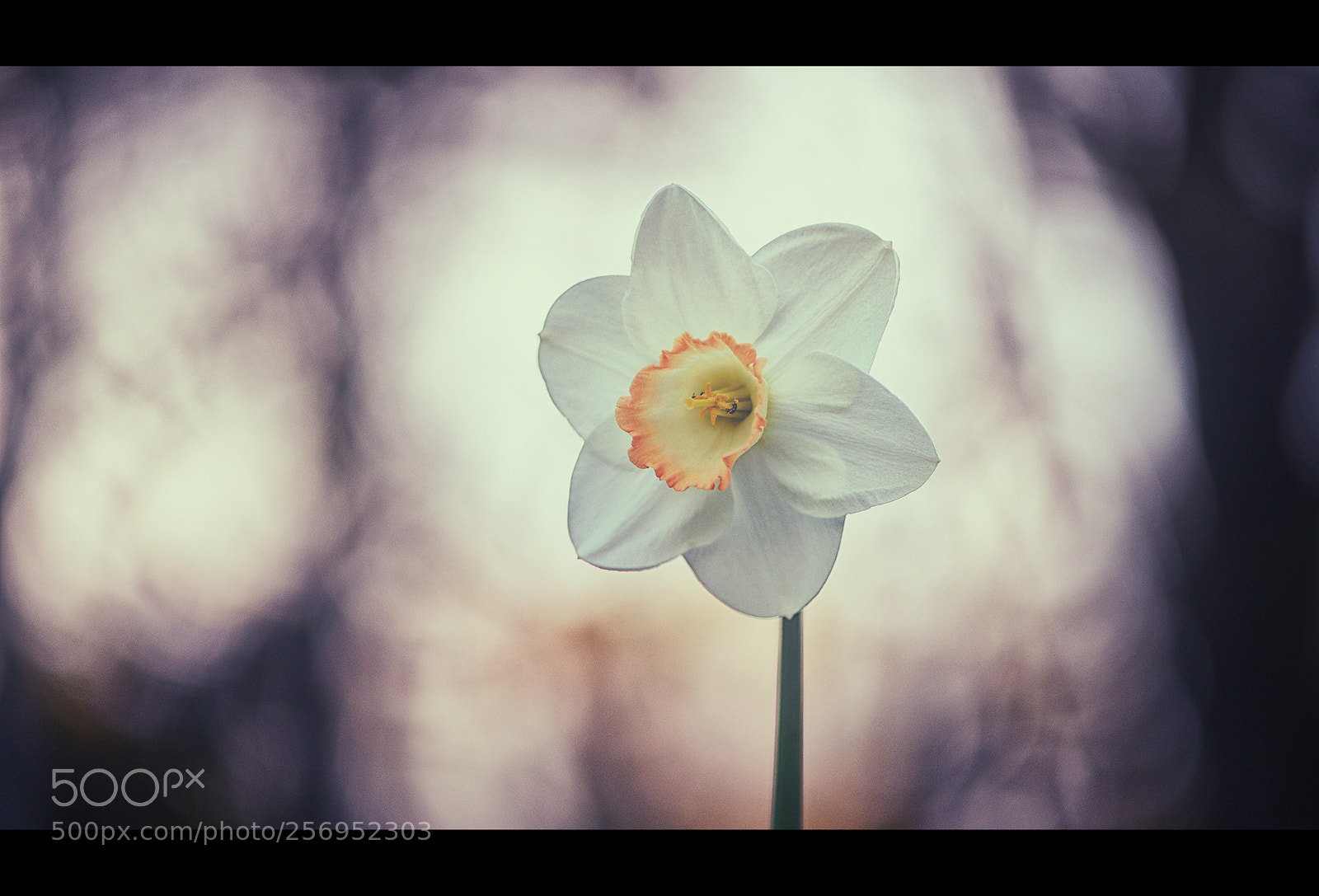 Nikon D810 sample photo. The star of the photography