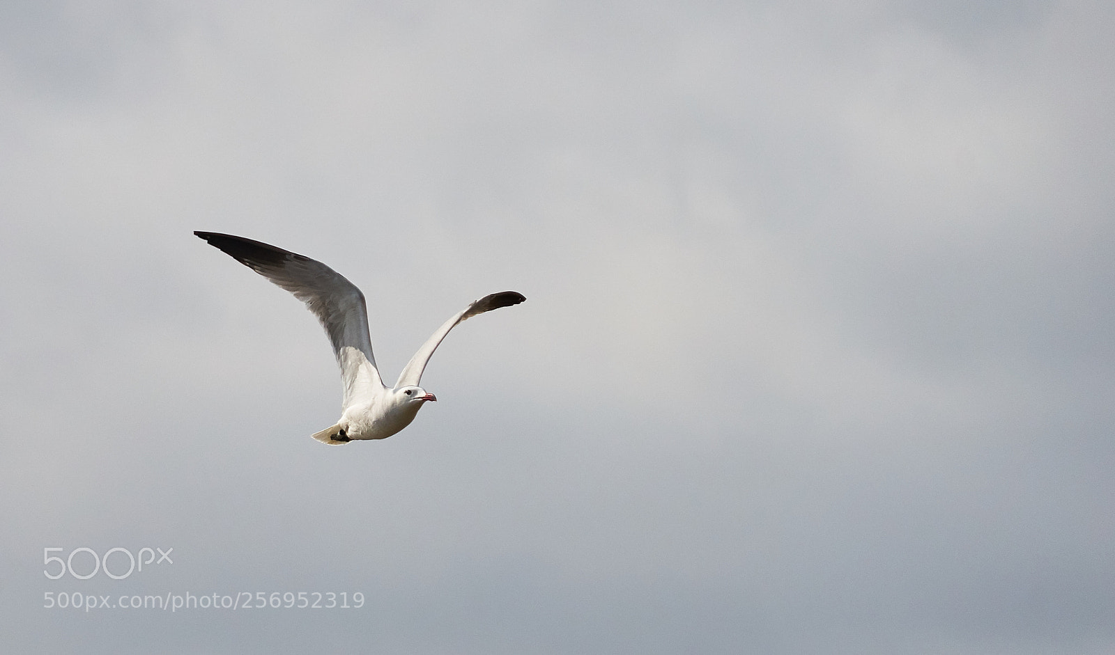 Sony a7 sample photo. Gaviota photography