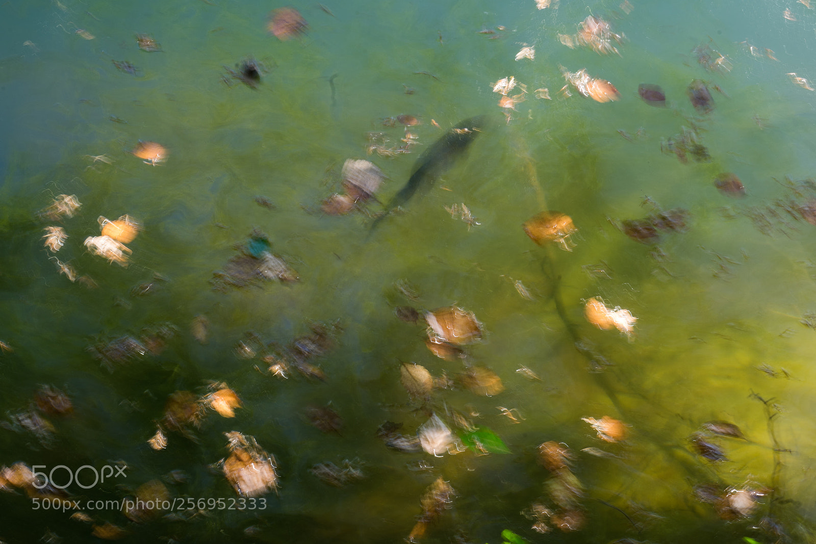 Sony a7 II sample photo. Fish photography