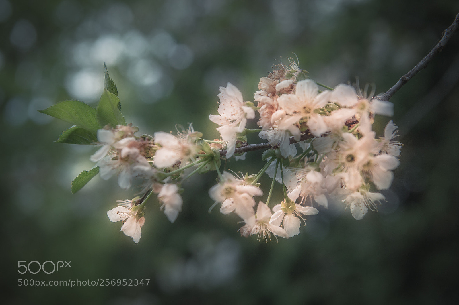 Nikon D4 sample photo. Branch of blossoms photography