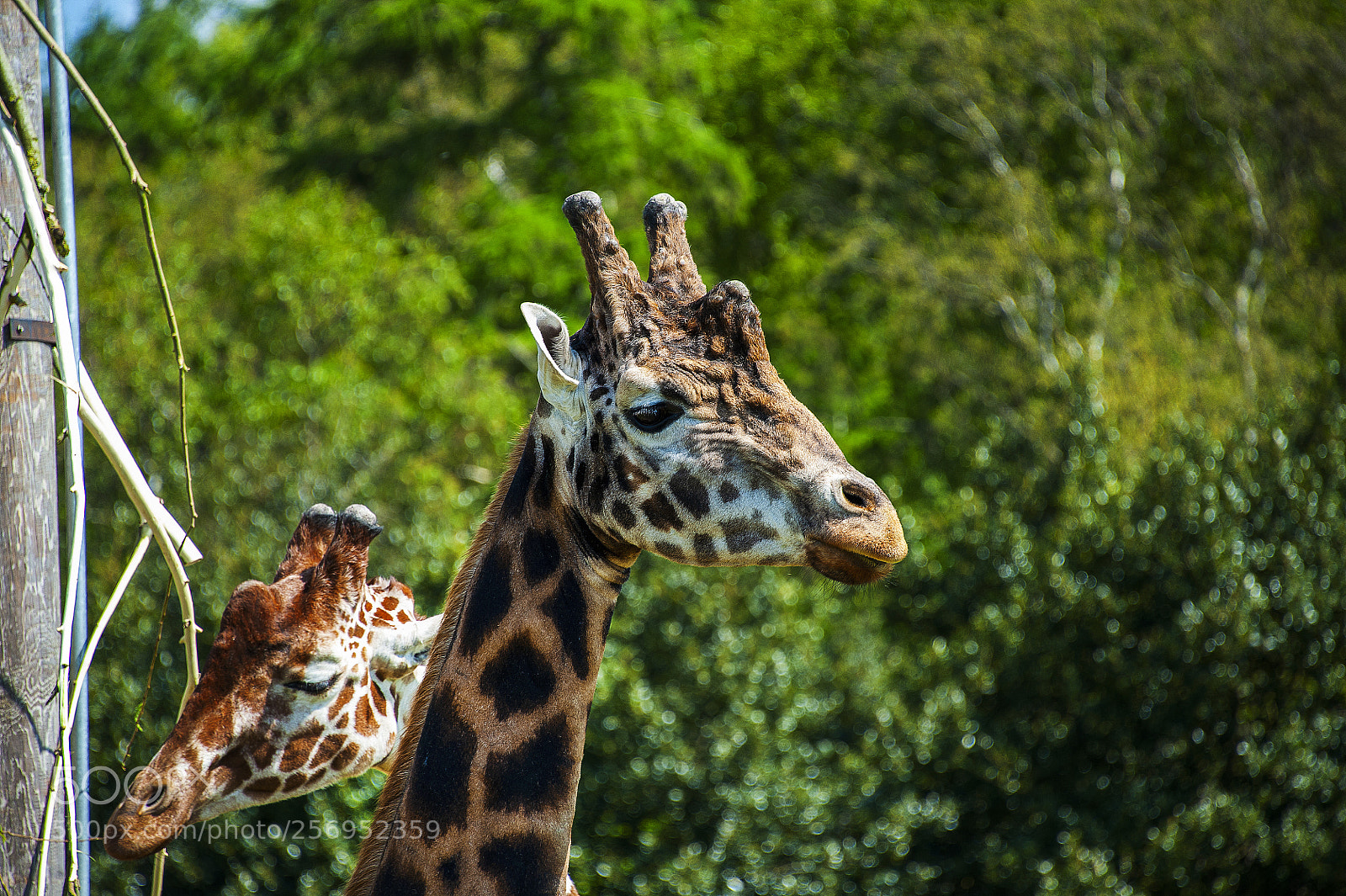 Nikon D700 sample photo. Wildlife park uk photography