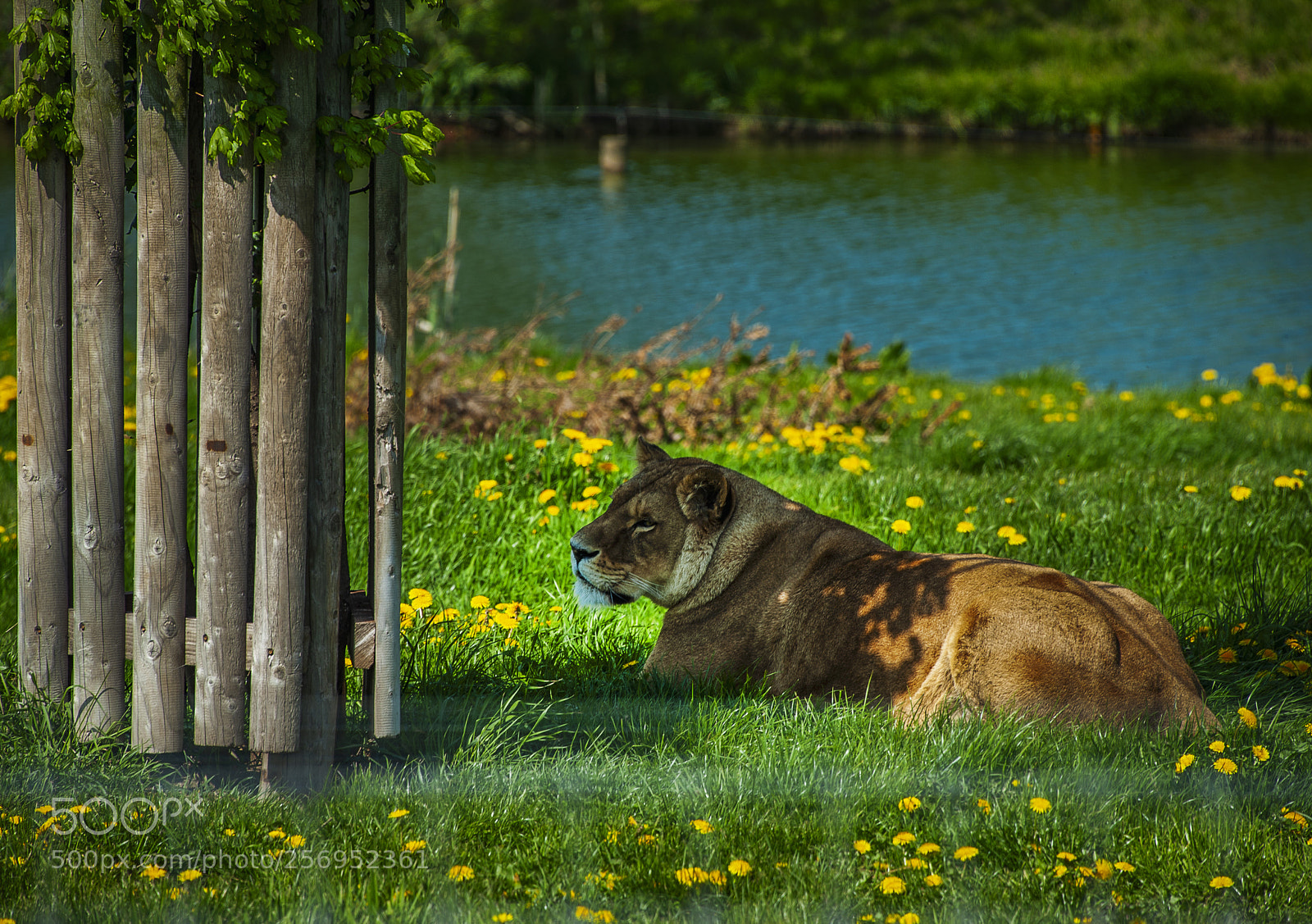 Nikon D700 sample photo. Wildlife park uk photography
