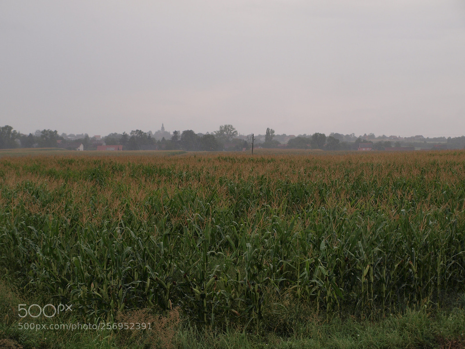 Olympus E-420 (EVOLT E-420) sample photo. Corn field photography