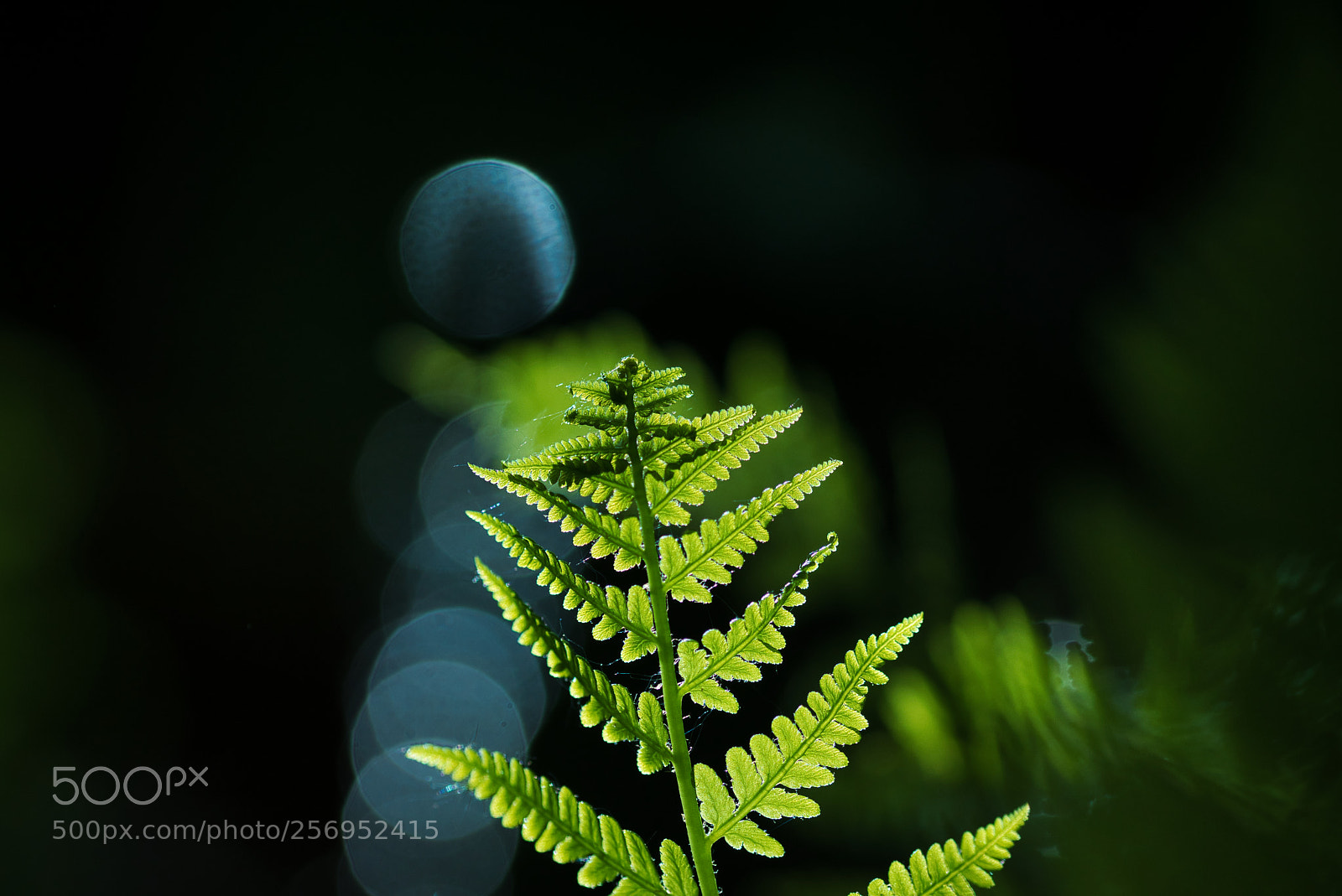 Sony ILCA-77M2 sample photo. Farnbokeh photography