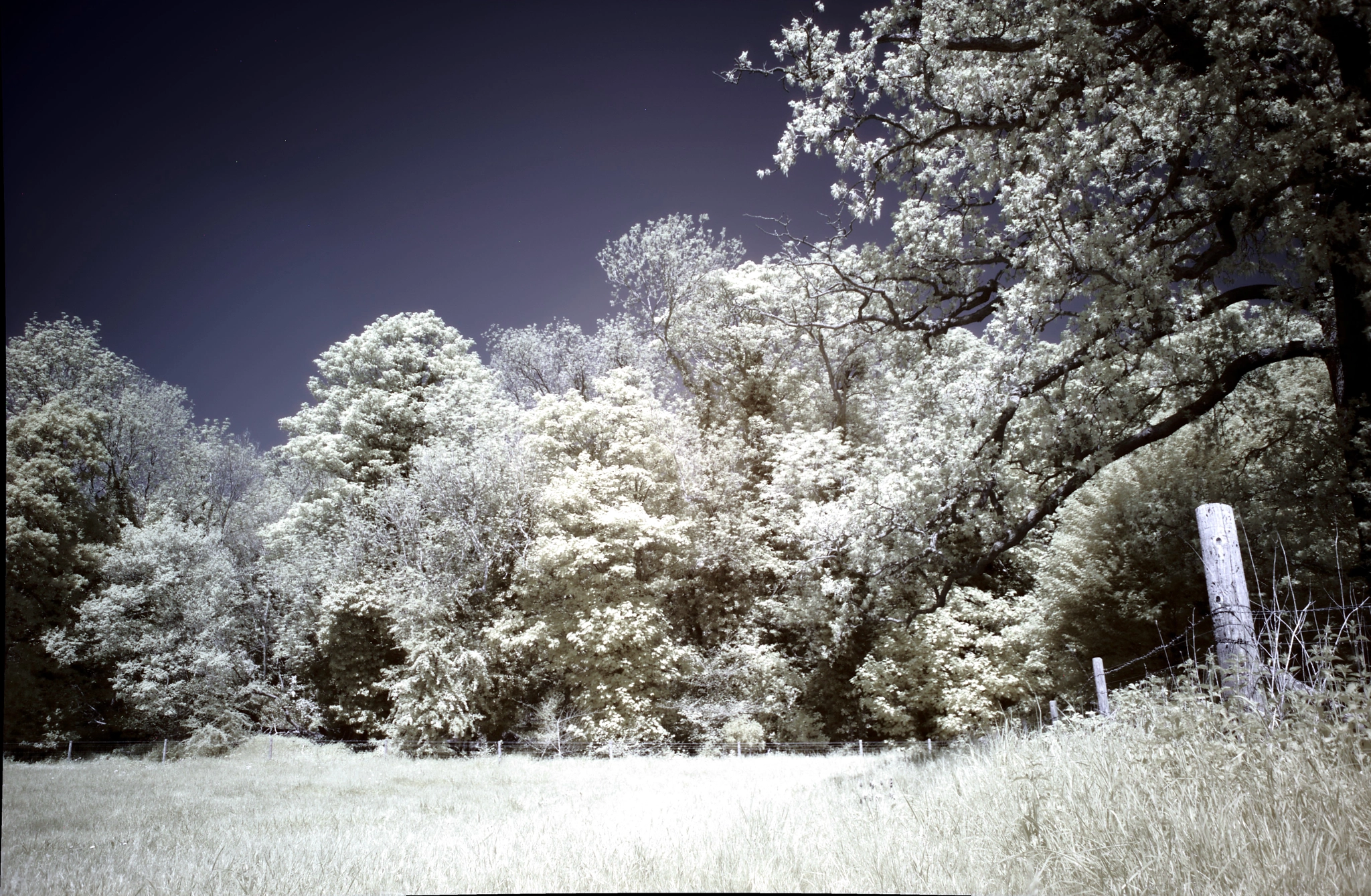 Canon EOS 500D (EOS Rebel T1i / EOS Kiss X3) sample photo. Panshanger park trees with infrared photography