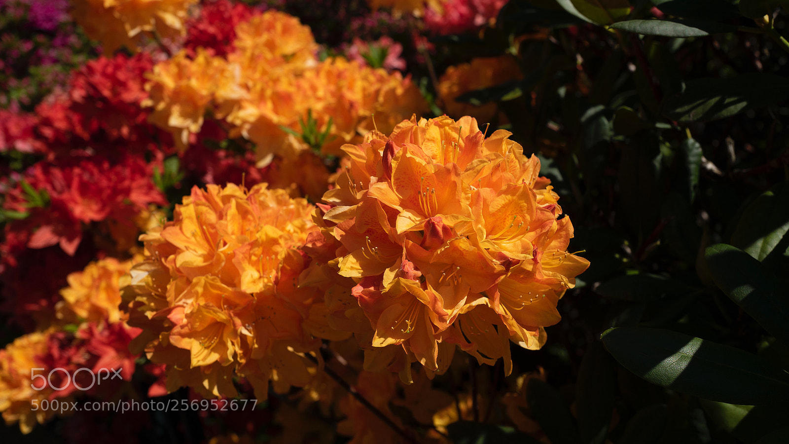 Leica Q (Typ 116) sample photo. Glowing flower photography