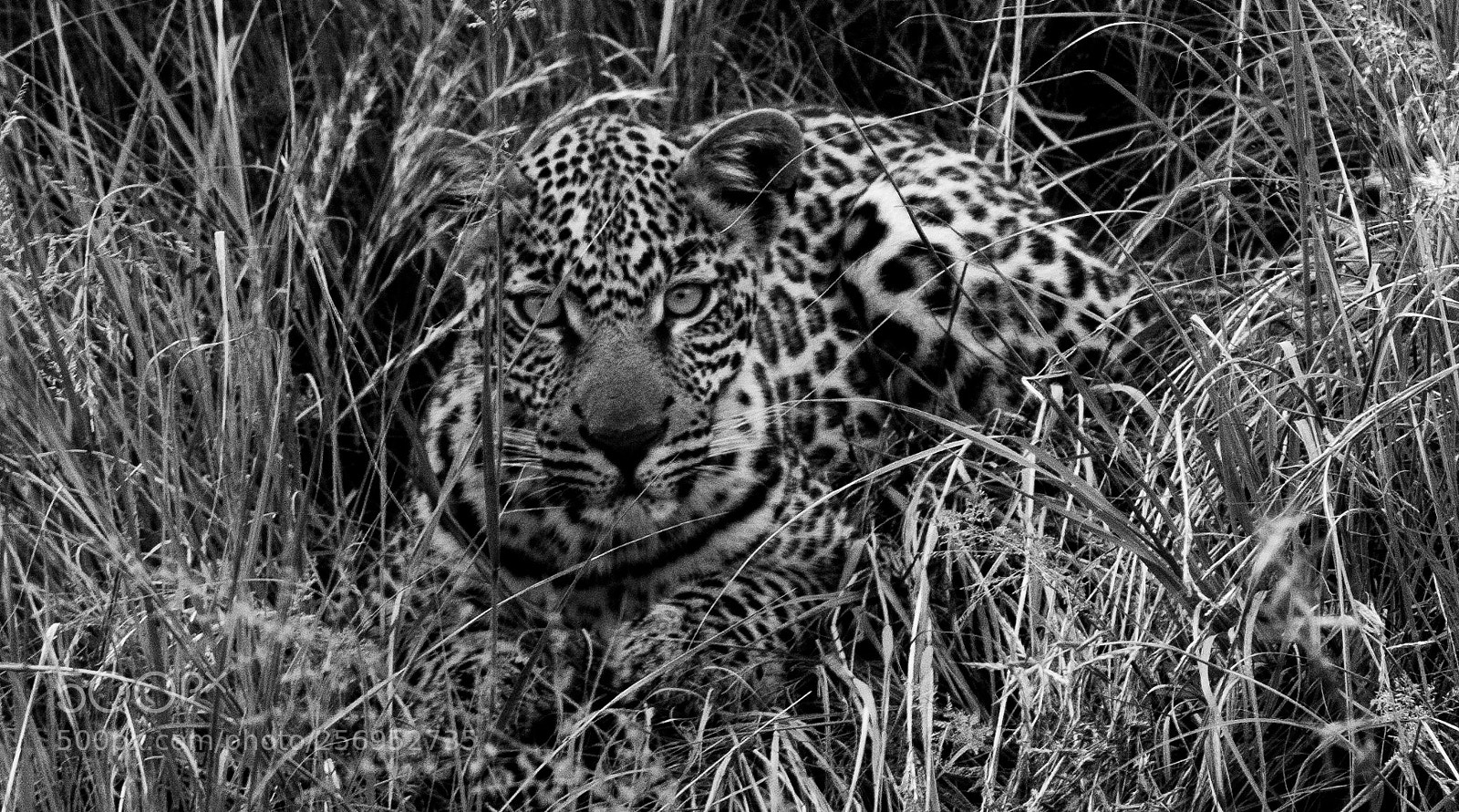 Nikon D3100 sample photo. Pilanesberg np photography