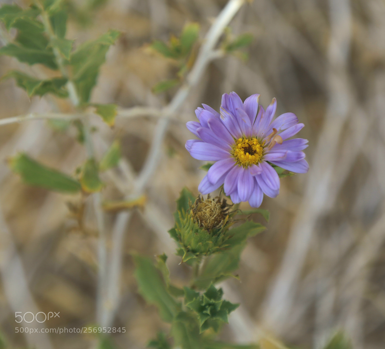 Canon EOS 6D sample photo. Purple n yellow center photography
