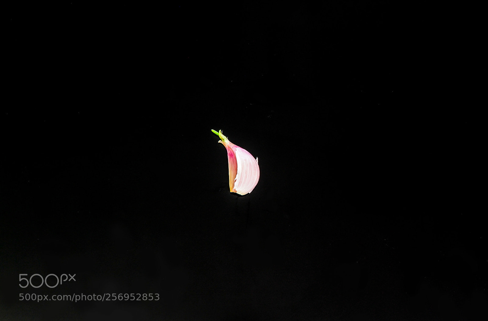 Canon EOS 7D sample photo. The garlic clove photography