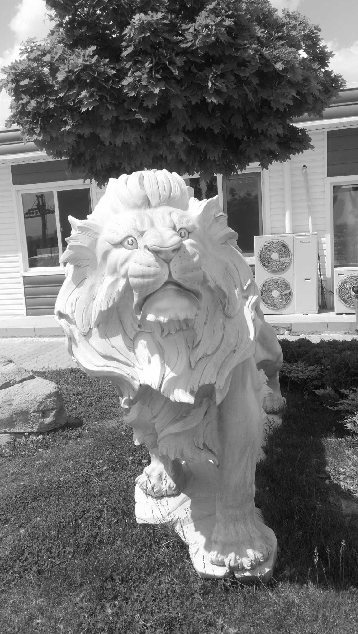 HUAWEI Honor 9 sample photo. Lion photography