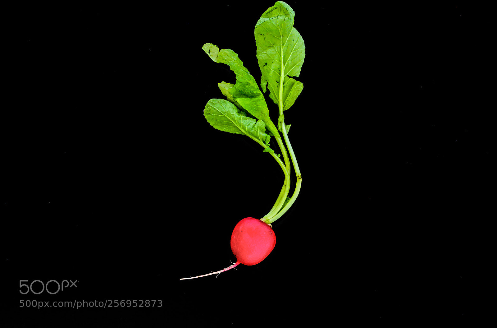 Canon EOS 7D sample photo. The red radish with photography