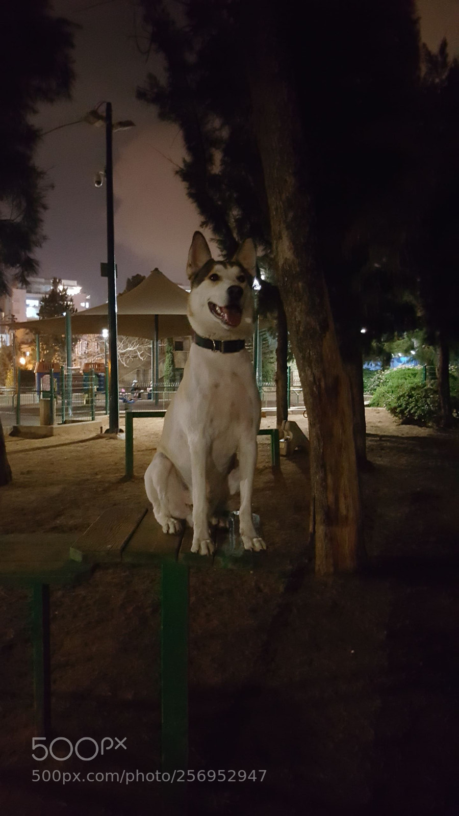 Samsung Galaxy Note5 sample photo. Untitled photography