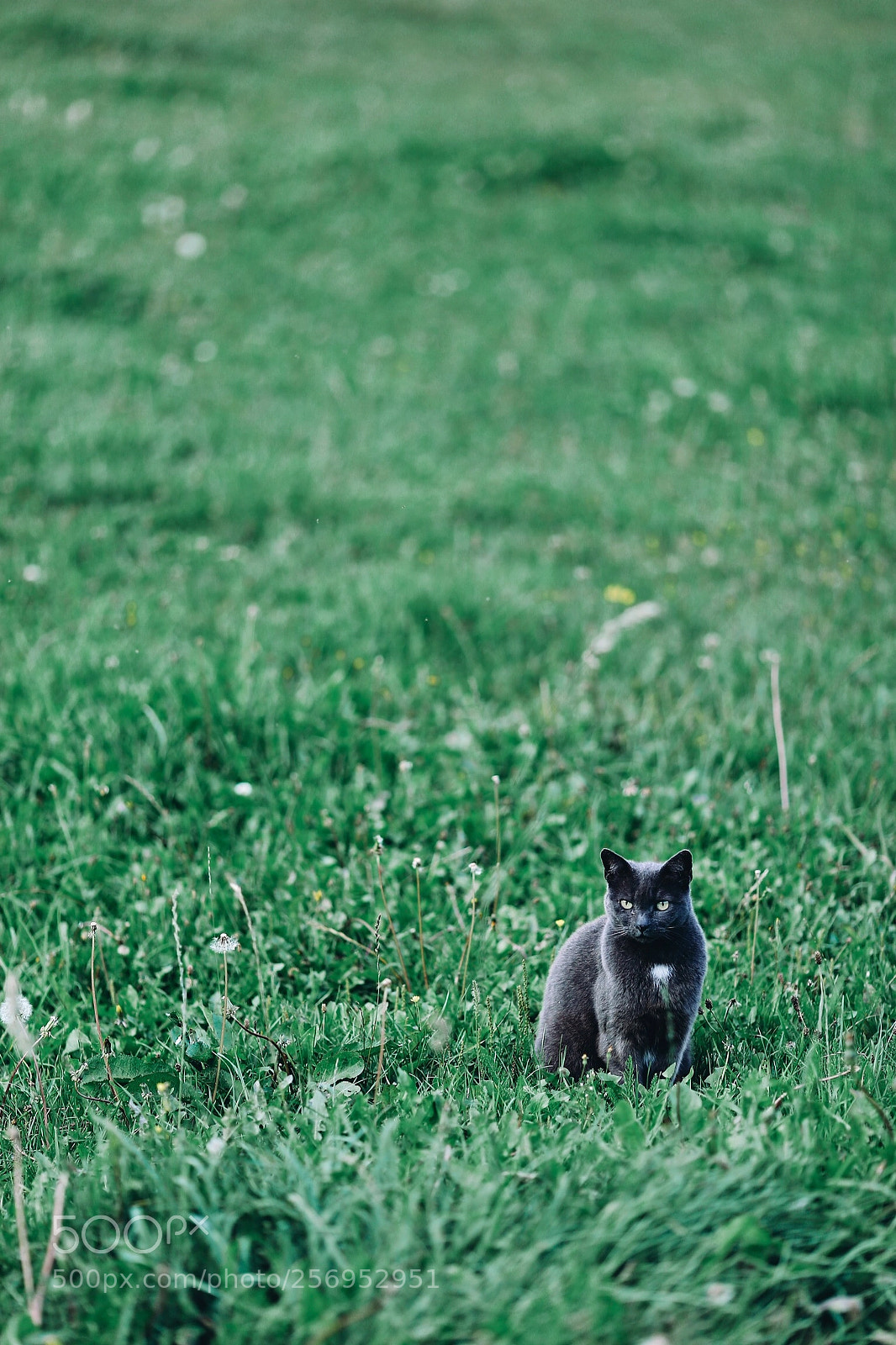 Canon EOS 6D sample photo. Untitled photography