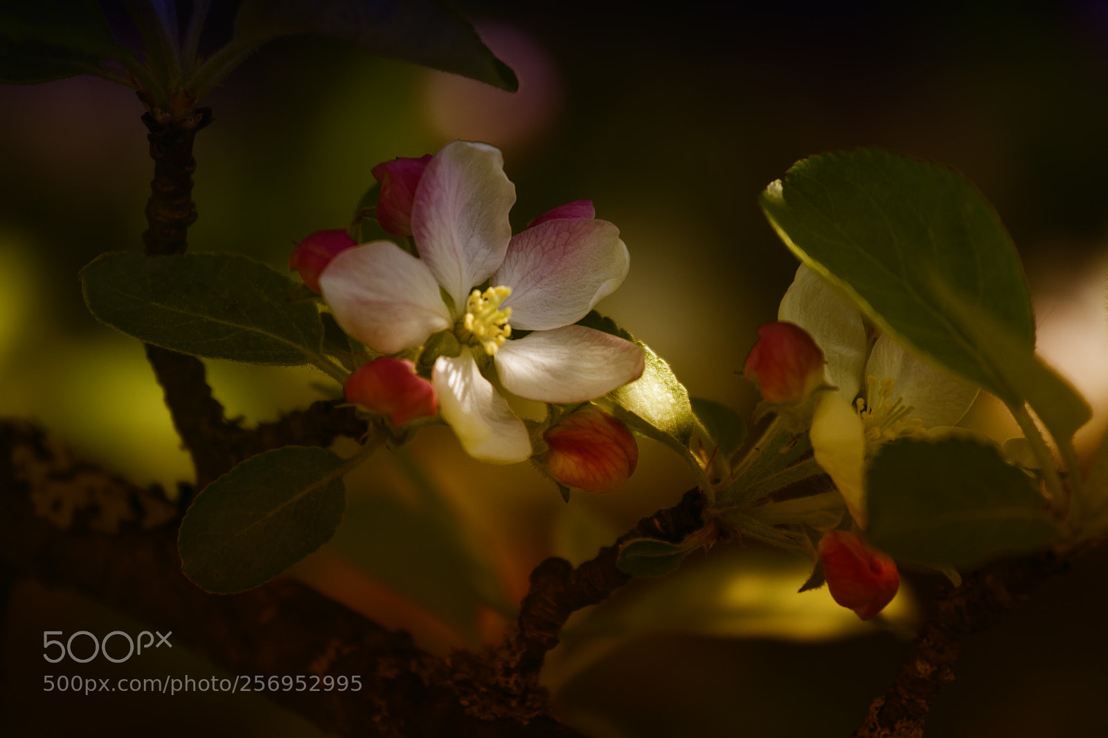 Canon EOS 60D sample photo. Apple tree blossom photography