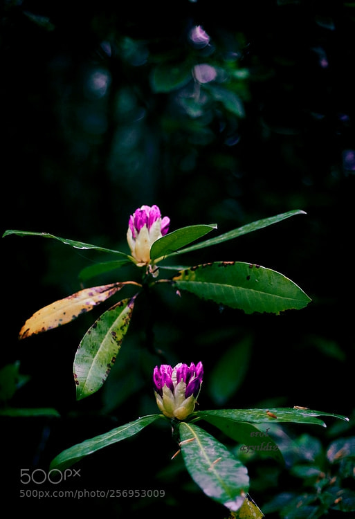 Canon EOS 760D (EOS Rebel T6s / EOS 8000D) sample photo. Türkiye photography
