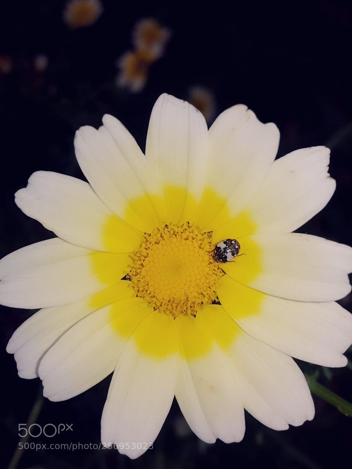 Samsung Galaxy Alpha sample photo. Untitled photography