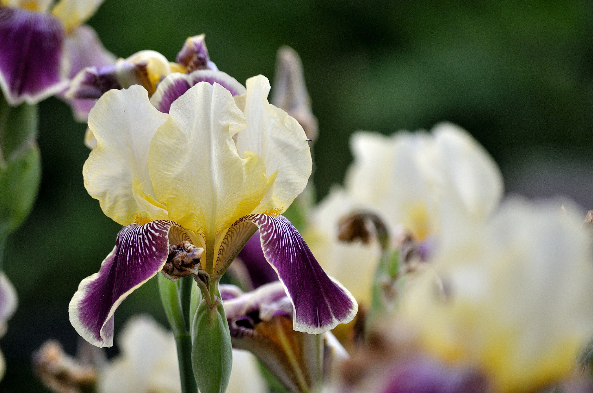 Nikon D5000 sample photo. Iris flower photography