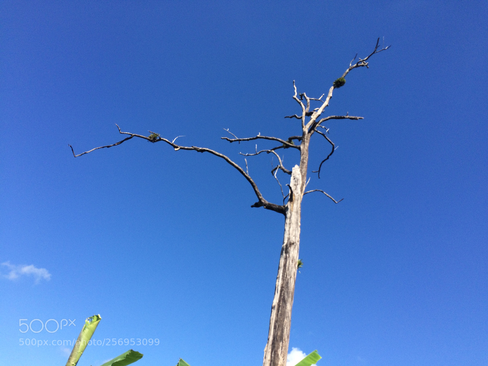 Apple iPhone 5s sample photo. Img photography