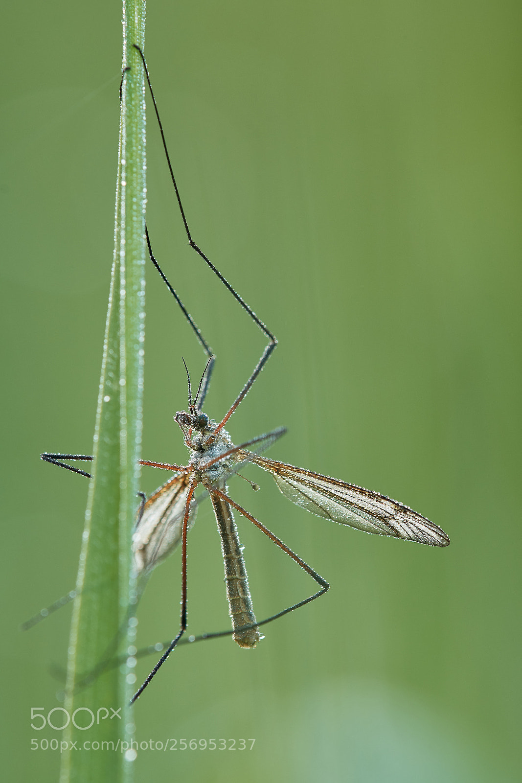Nikon D500 sample photo. Gnat in pearls photography