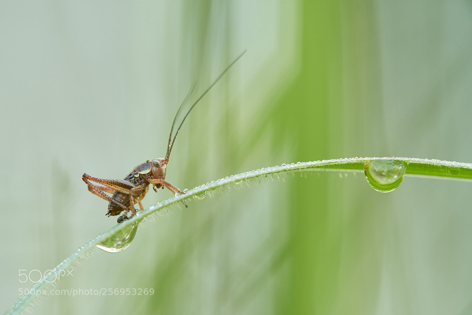 Nikon D500 sample photo. Grasshopperbaby photography