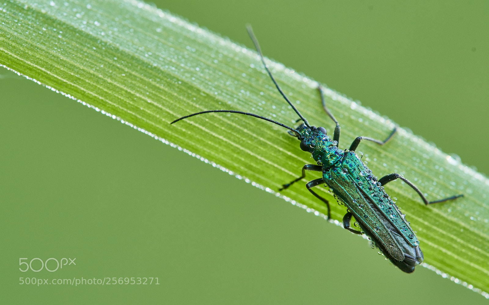 Nikon D500 sample photo. Little bug photography