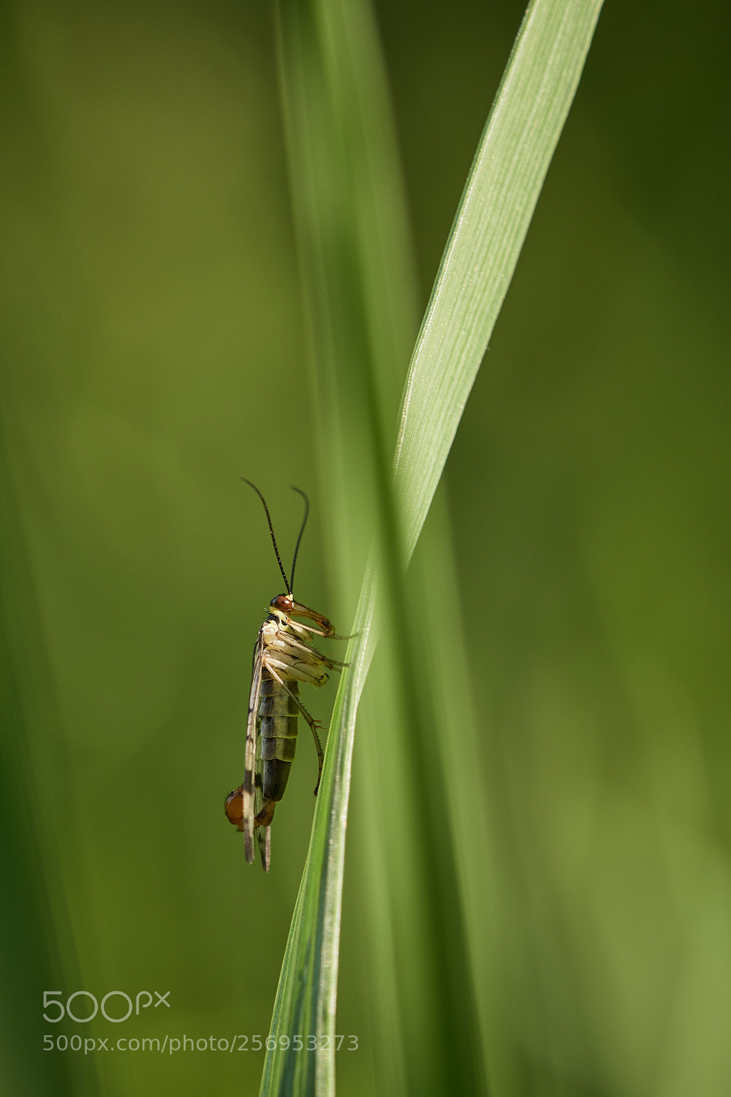 Nikon D500 sample photo. Scorpion fly photography