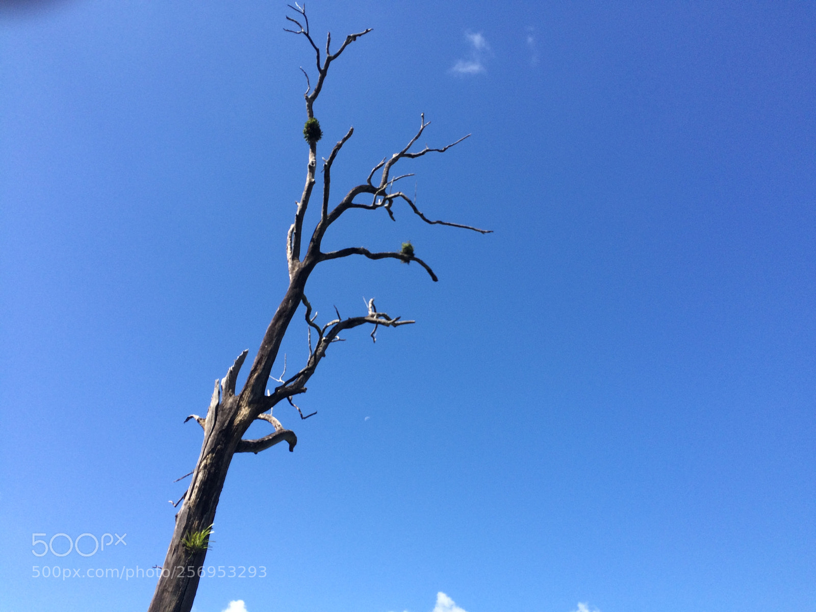 Apple iPhone 5s sample photo. Img photography