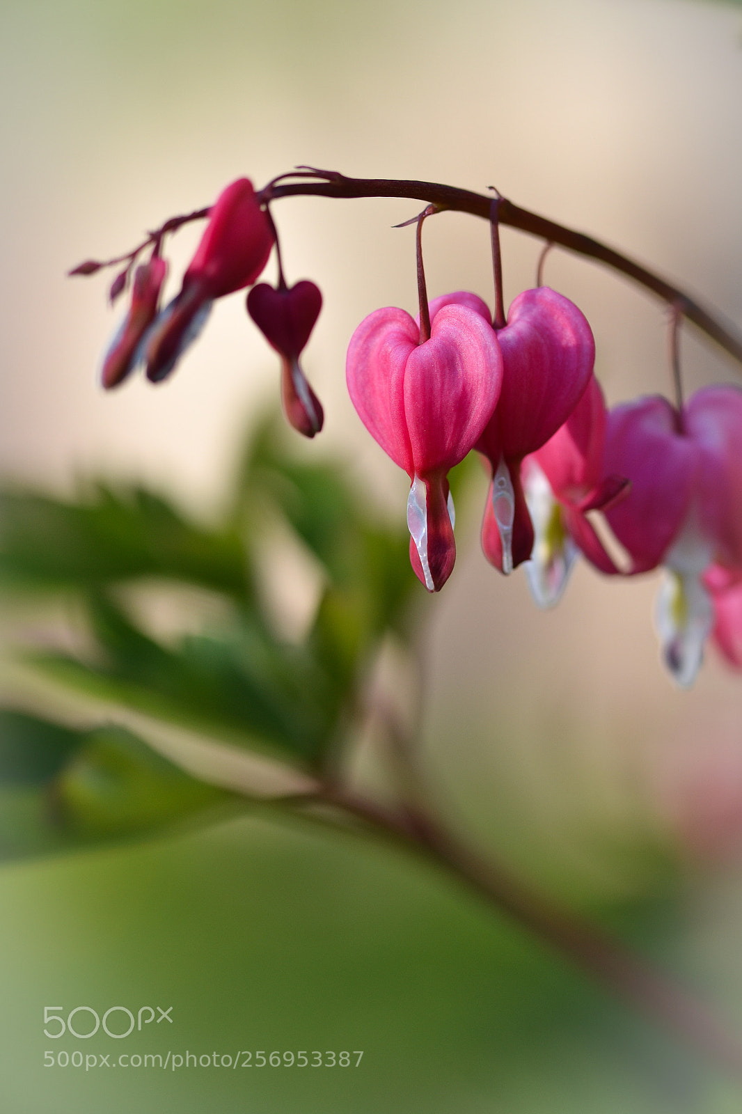Nikon D3100 sample photo. Coeur de marie photography