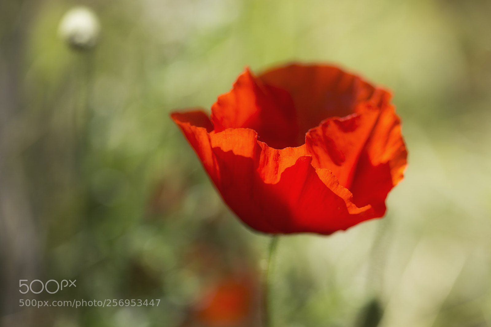 Canon EOS 6D sample photo. Red spot photography