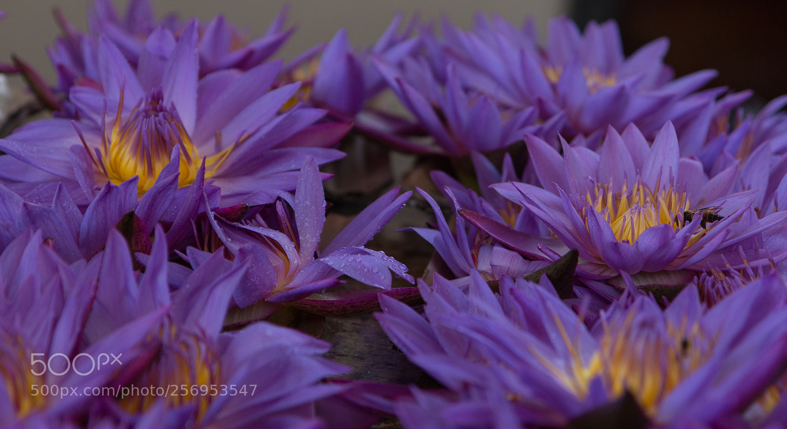 Canon EOS 70D sample photo. Water blue lily photography