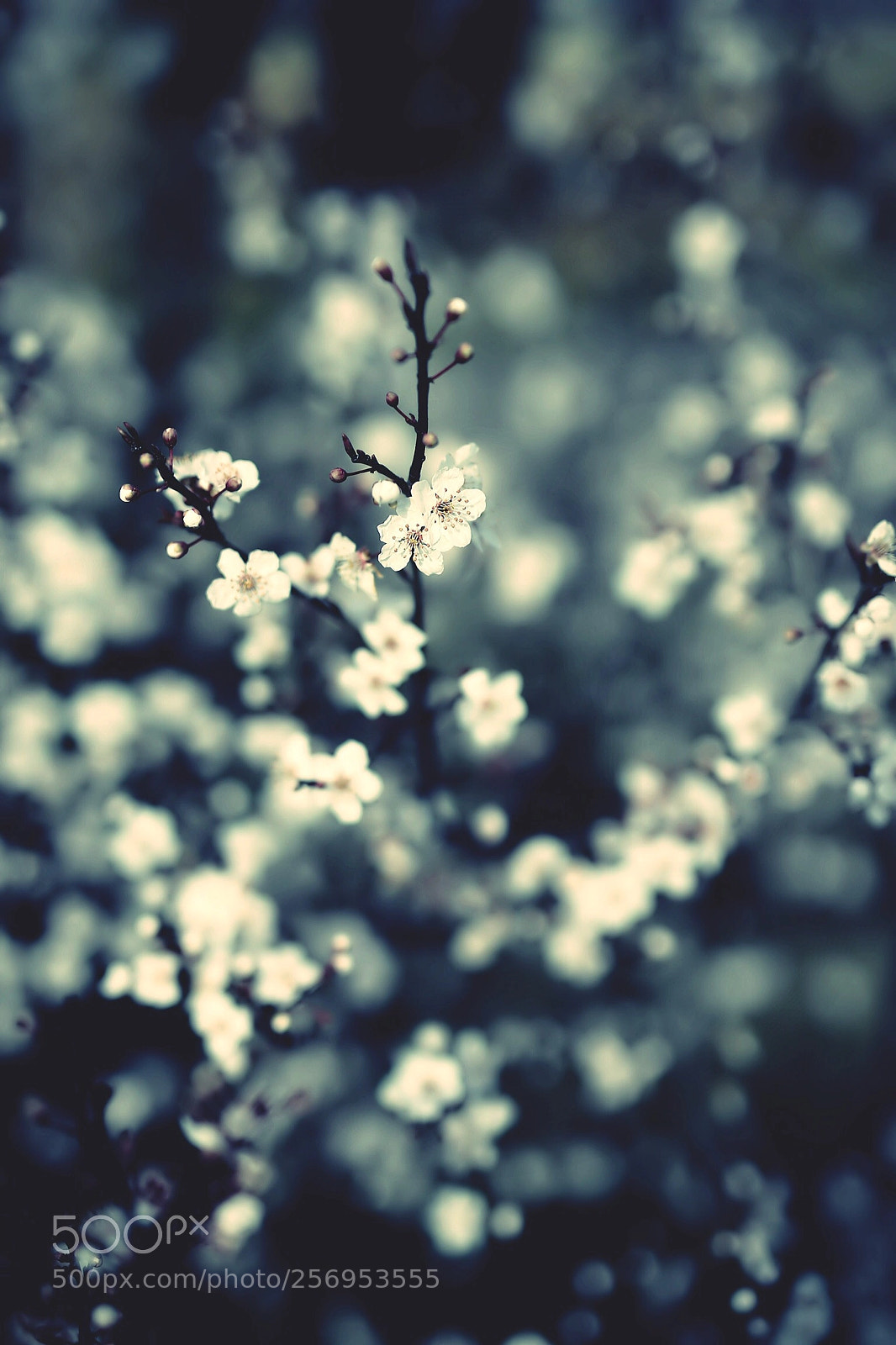 Canon EOS 6D sample photo. Untitled photography