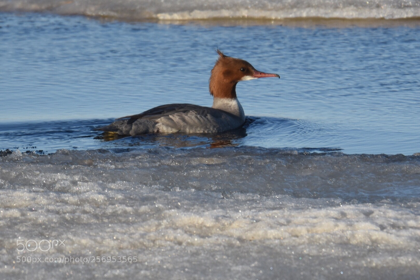 Nikon D7200 sample photo. Bird on the ice  photography