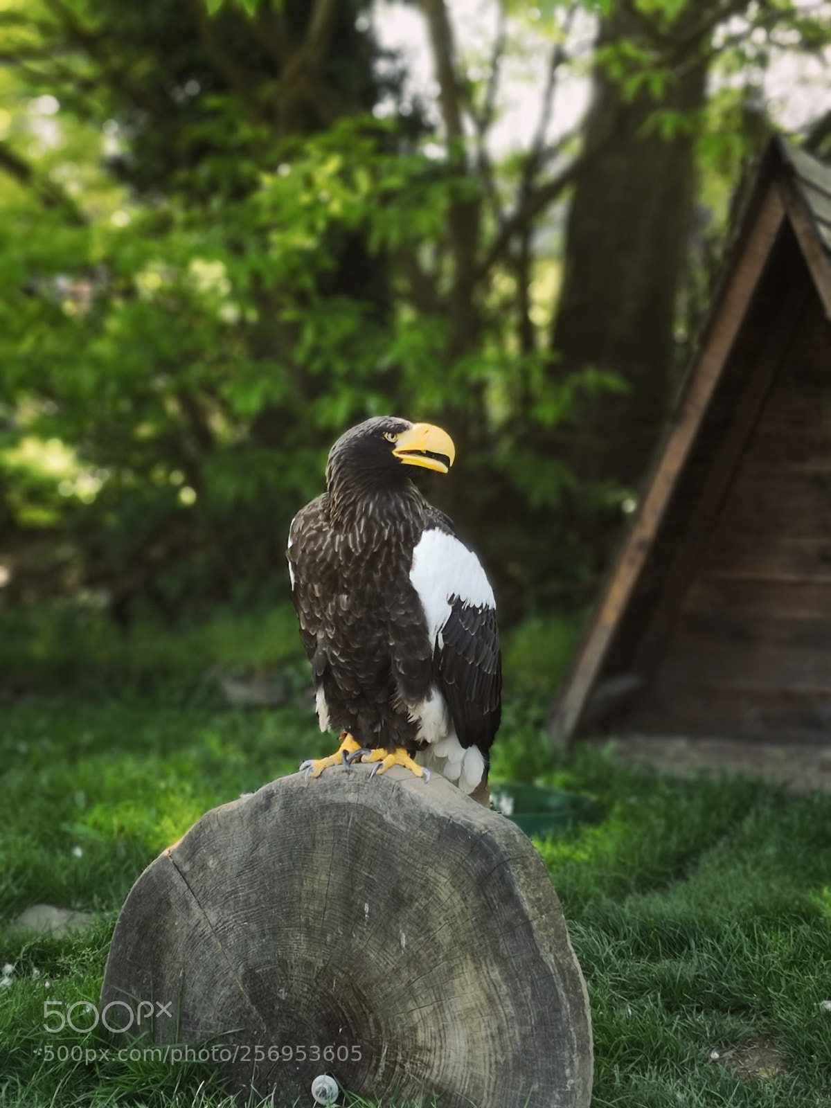 HUAWEI Mate 10 Pro sample photo. Untitled photography