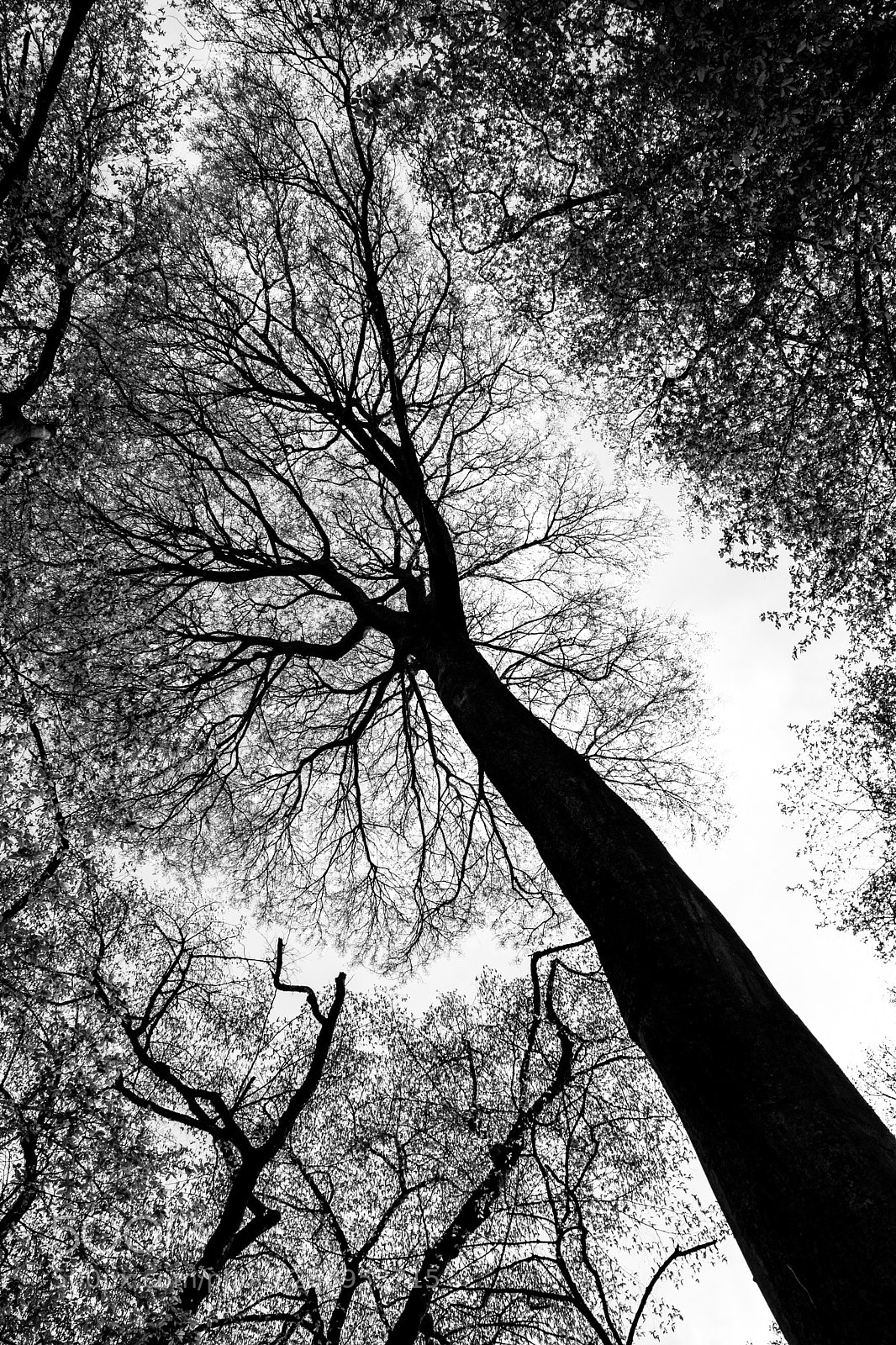 Nikon D3300 sample photo. Tree photography