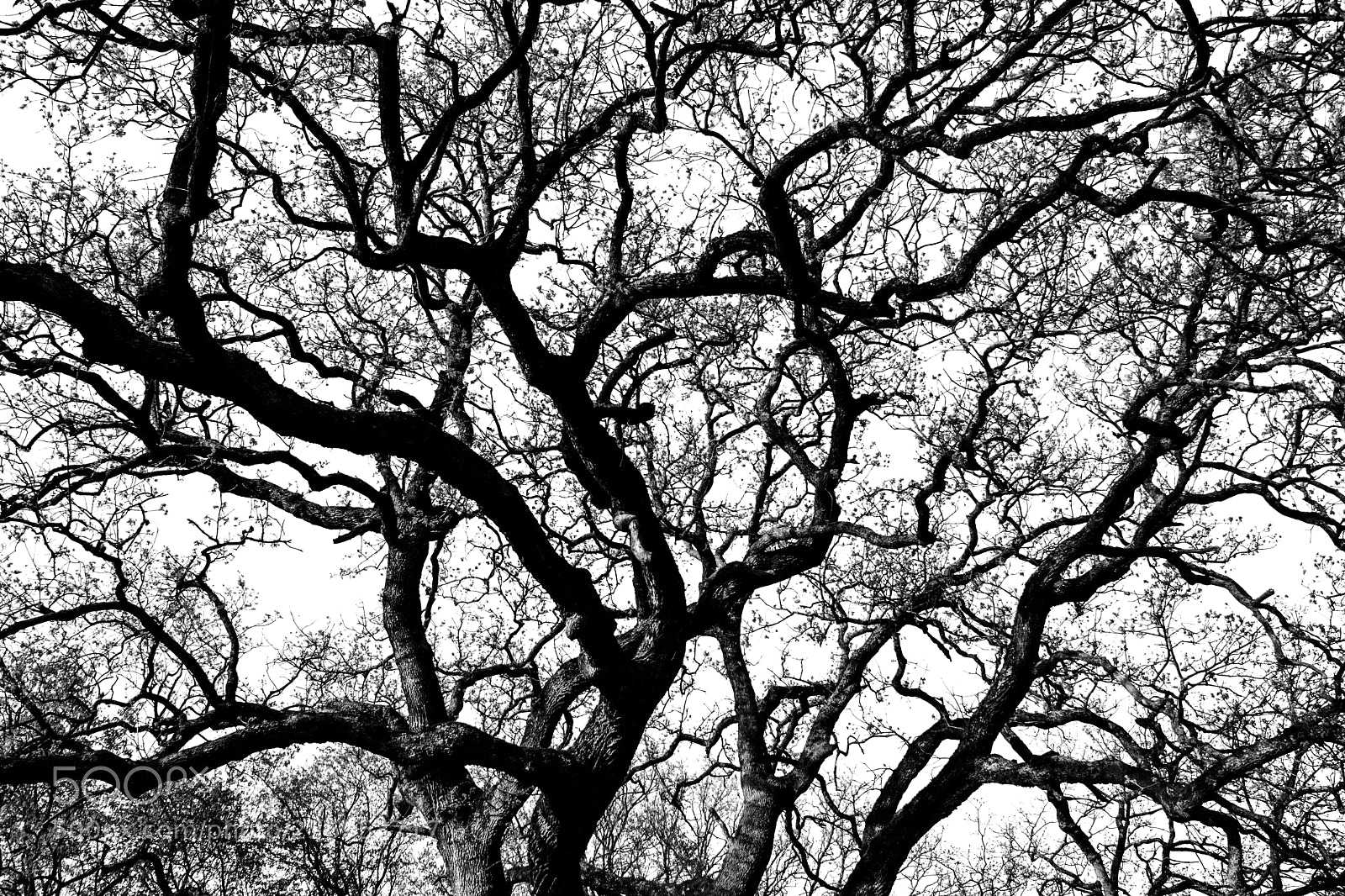 Nikon D3300 sample photo. Branches photography