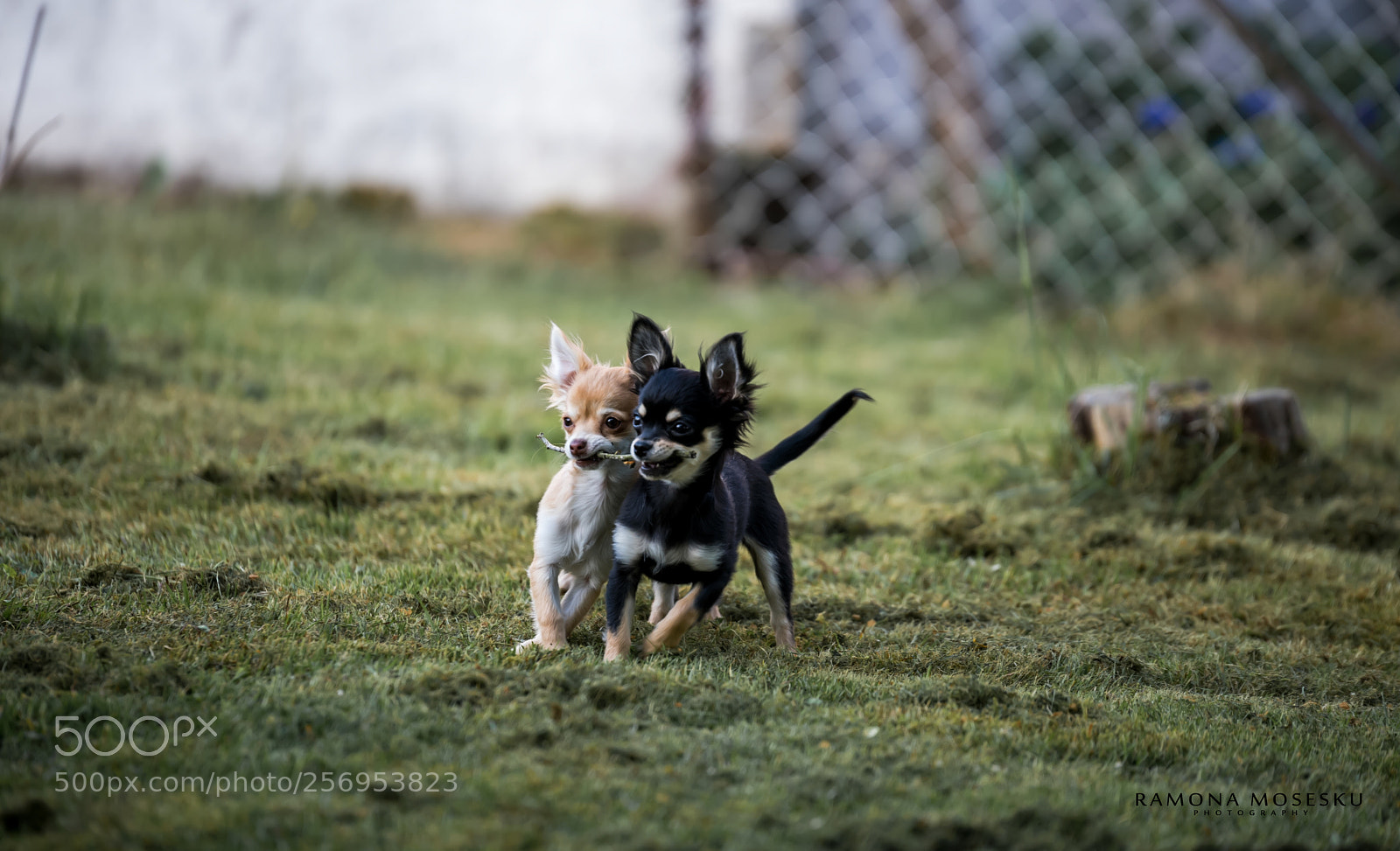 Nikon D810 sample photo. Geschwisterliebe photography