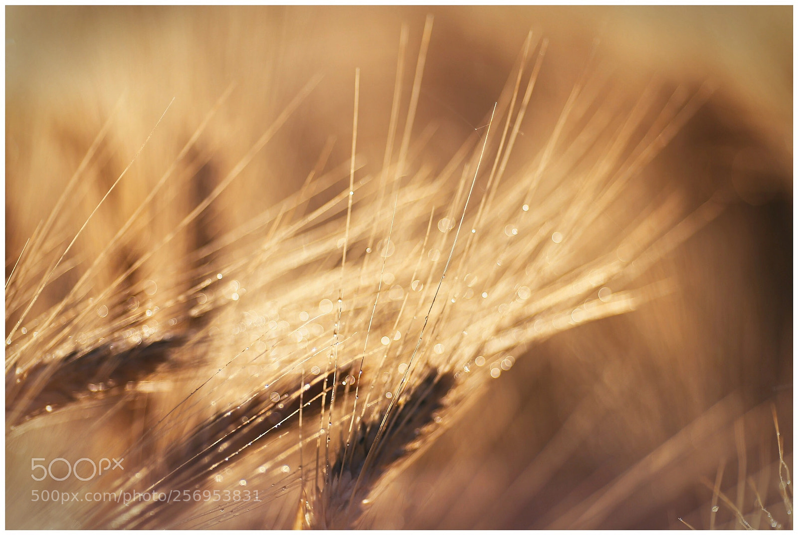 Canon EOS 6D sample photo. Untitled photography